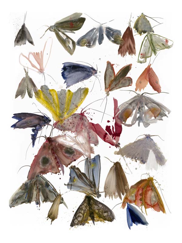 Moths 7